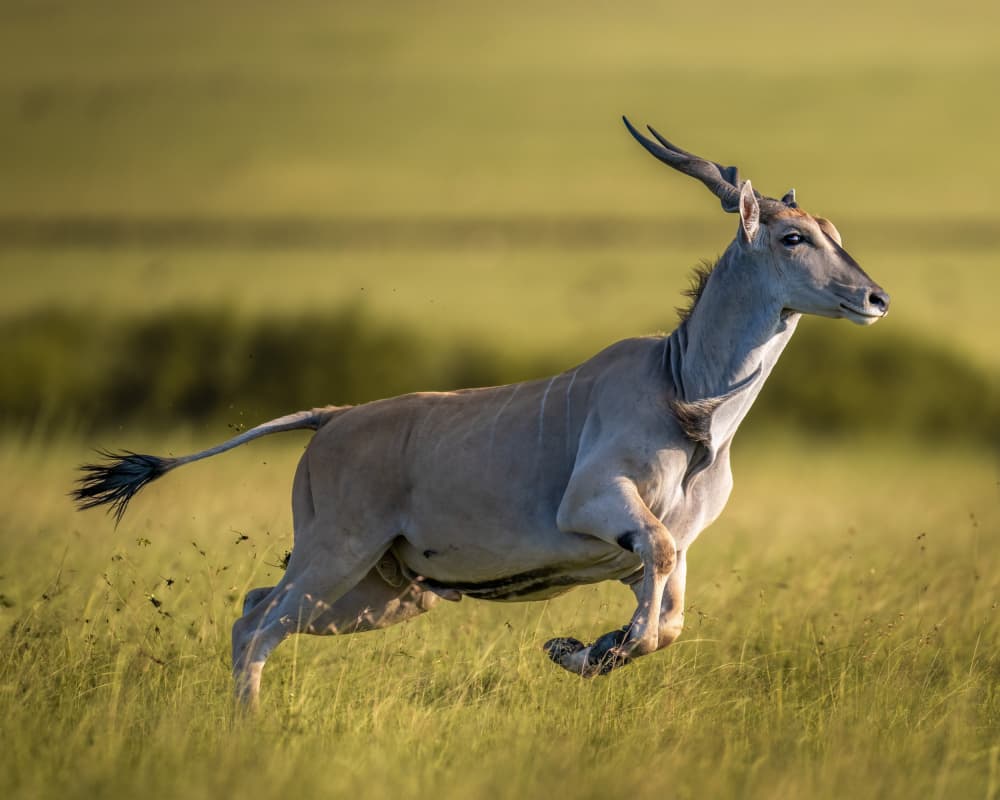 African Eland Running by Ahmed Elsheshtawy — canvas wall art