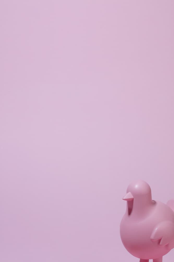 Cute Pink Bird by Julia Ramiro — canvas wall art