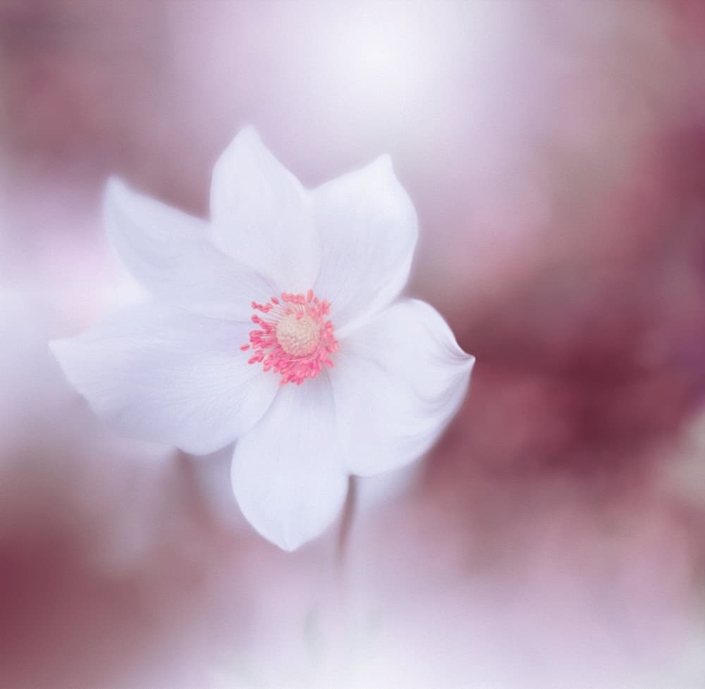 Soft White Blossom by Juliana Nan — canvas wall art