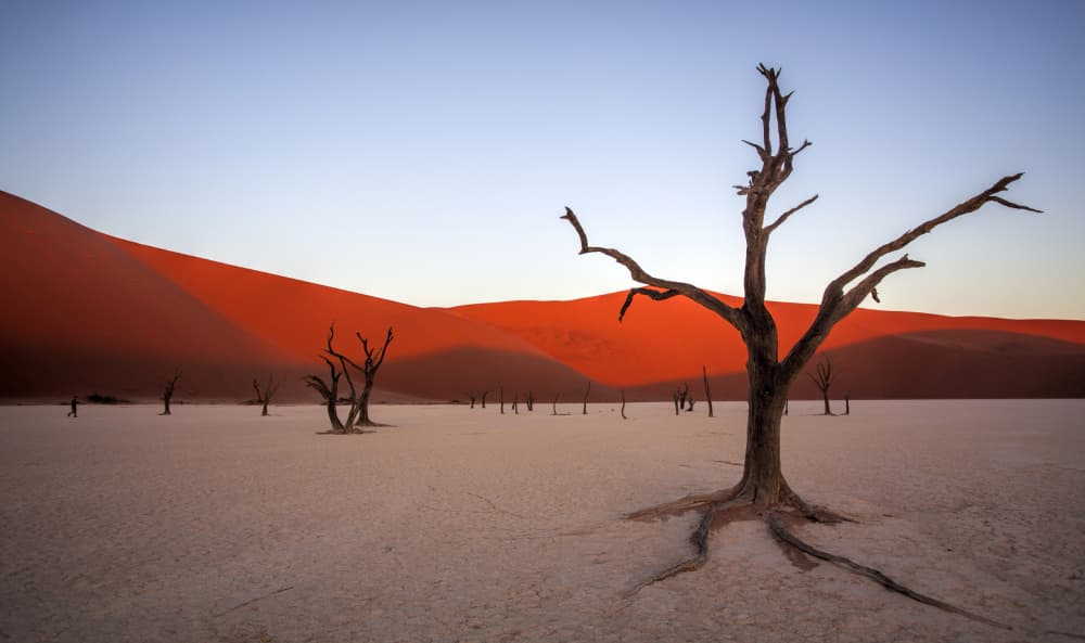 Desert Dunes and Ancient Trees by Iris Wiener — canvas wall art