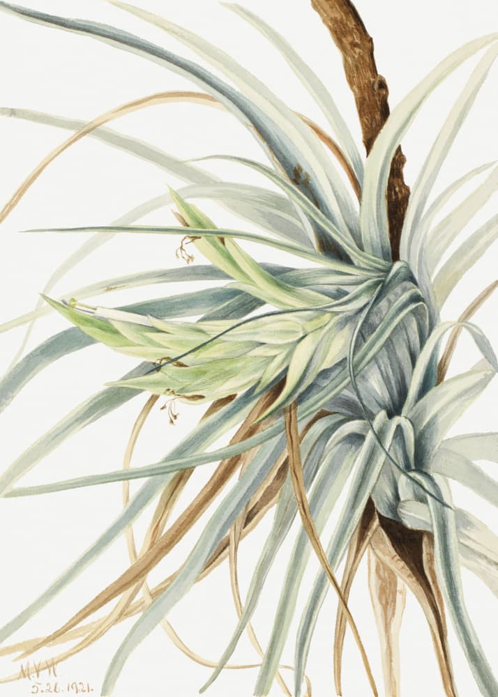 Wild Pineapple (1921) by Mary Vaux Walcott — canvas wall art
