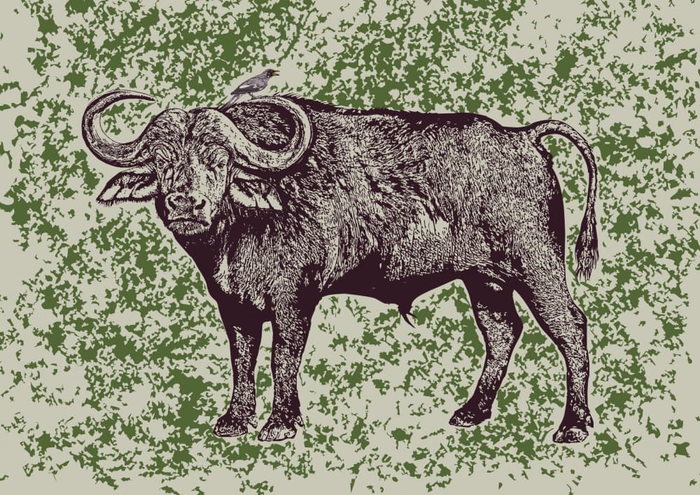 African Buffalo and Bird by Carlo Kaminski — canvas wall art