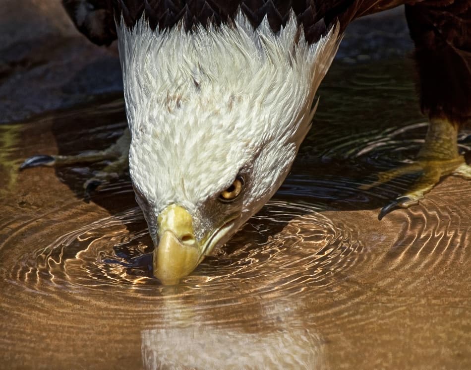 Bald Eagle Drinking Water by Mark Cox — canvas wall art