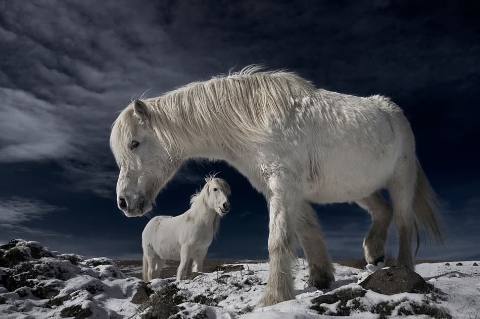 White Horses In Snow