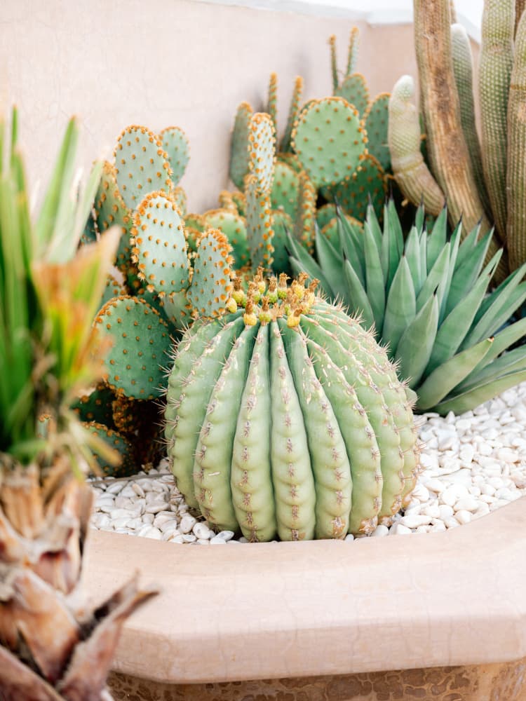 Cactus Love | Marrakech Travel Photography by Raisa Zwart — canvas wall art