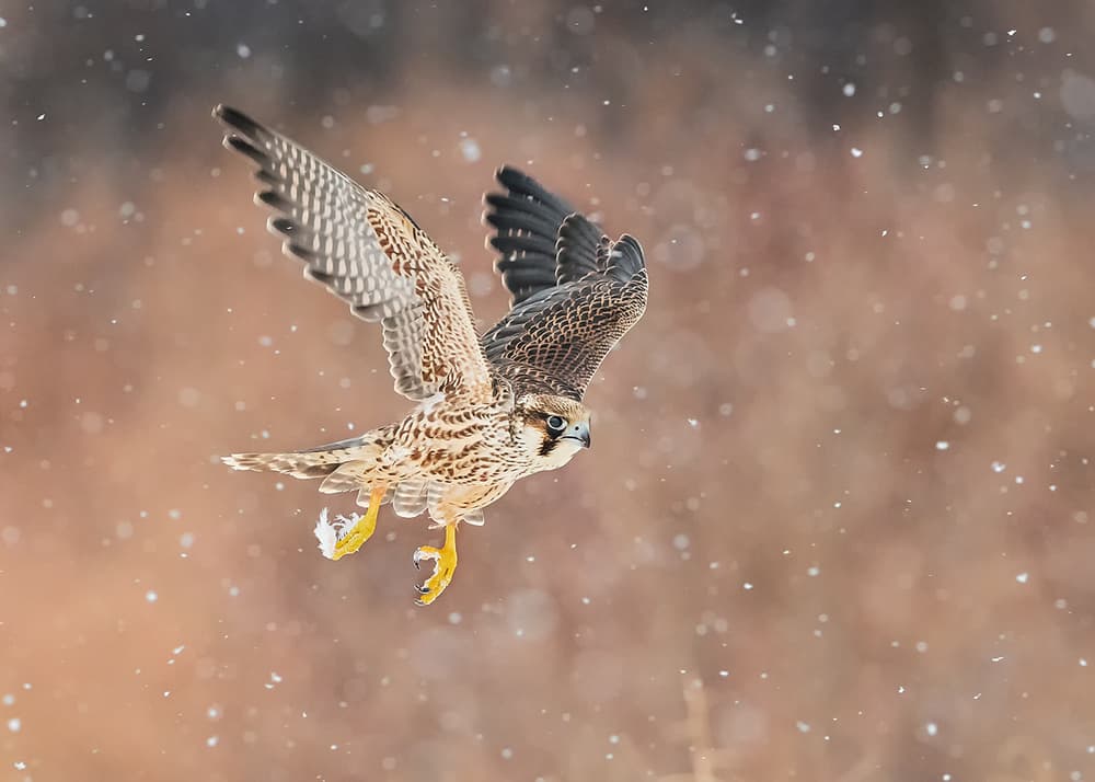 Falcon in Snow Flight by Annie Poreider — canvas wall art