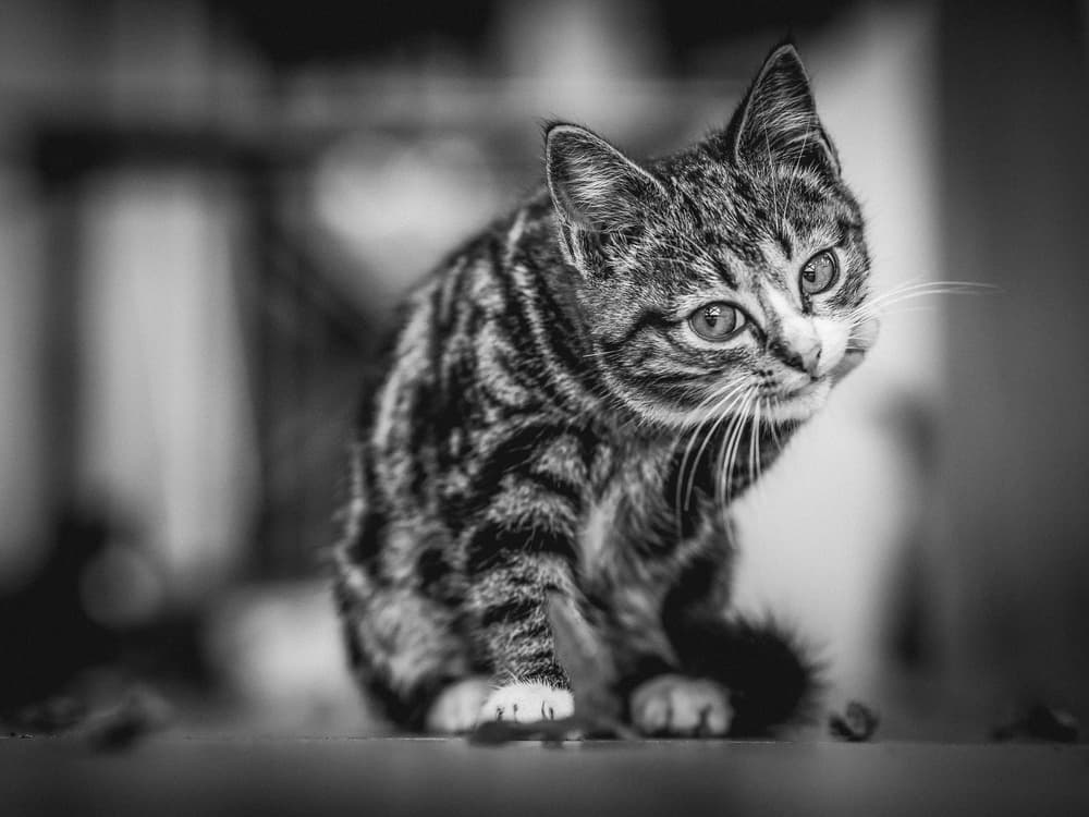 Curious Tabby Kitten by Boris Hristov — canvas wall art