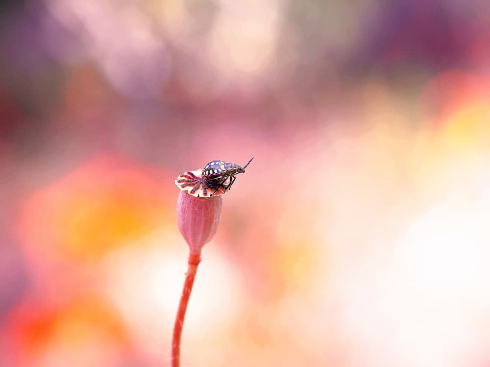 Delicate Bug on Poppy by Thierry Dufour — canvas wall art