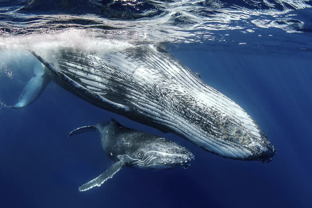Humpback Mother Calf by Cédric Péneau — canvas wall art