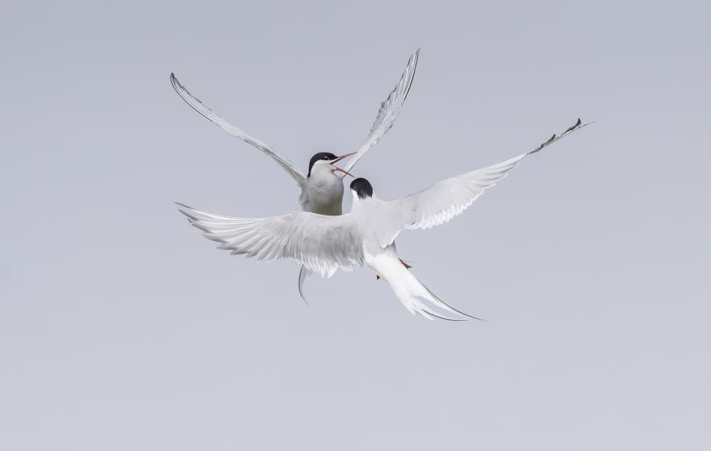 Terns In Flight by Peter Paterson — canvas wall art