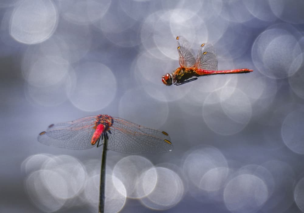 Graceful Red Dragonflies by Marketa Zvelebil PhD LRPS CrGP. — canvas wall art