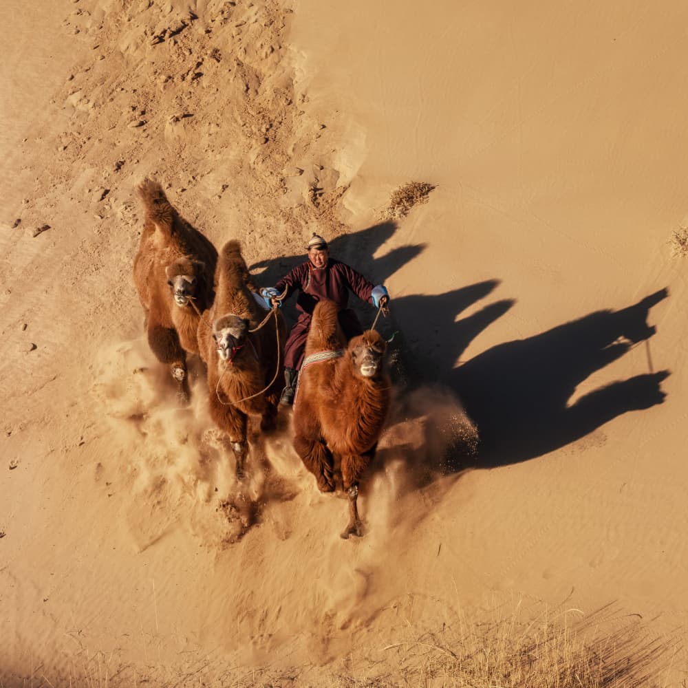 Desert Camel Caravan by Antoni Figueras — canvas wall art