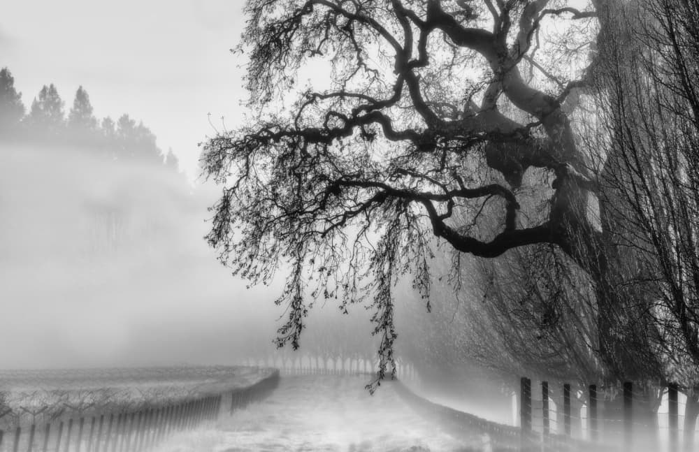 Misty Vineyard Morning by Jenny Qiu — canvas wall art