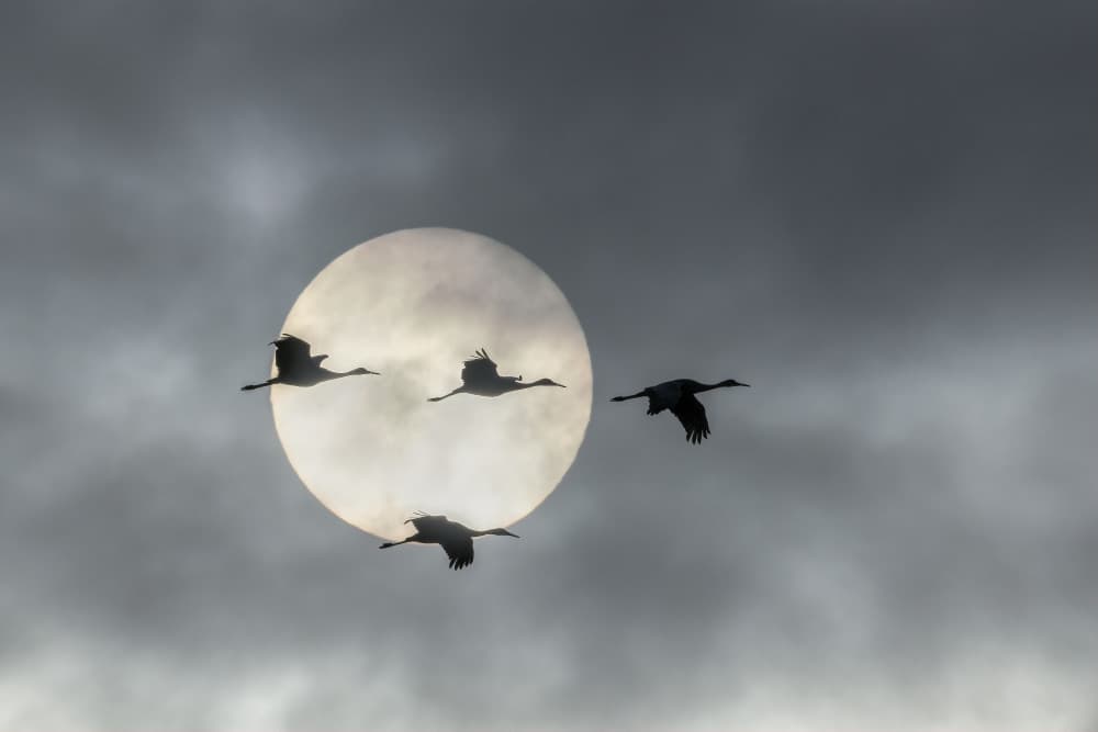 Cranes Soaring Sun Silhouette by John Fan — canvas wall art