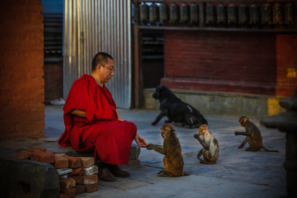 Monk Feeding Monkeys by Ummu Nisan Kandilcioglu — canvas wall art