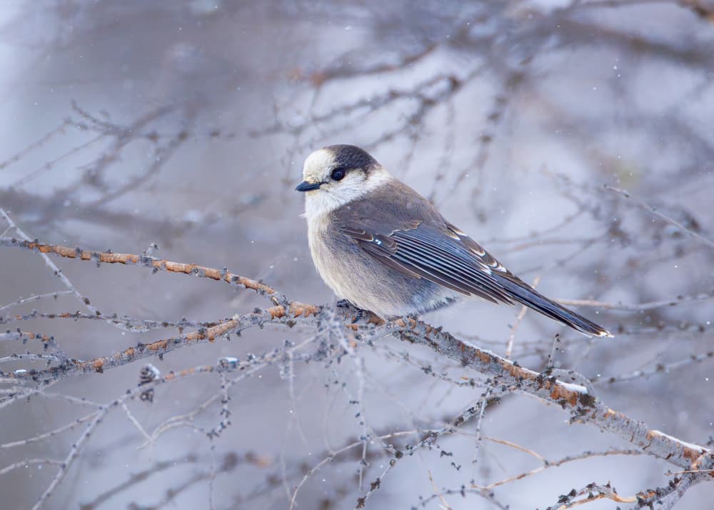 Peaceful Winter Bird by Siyu_Wei APA — canvas wall art