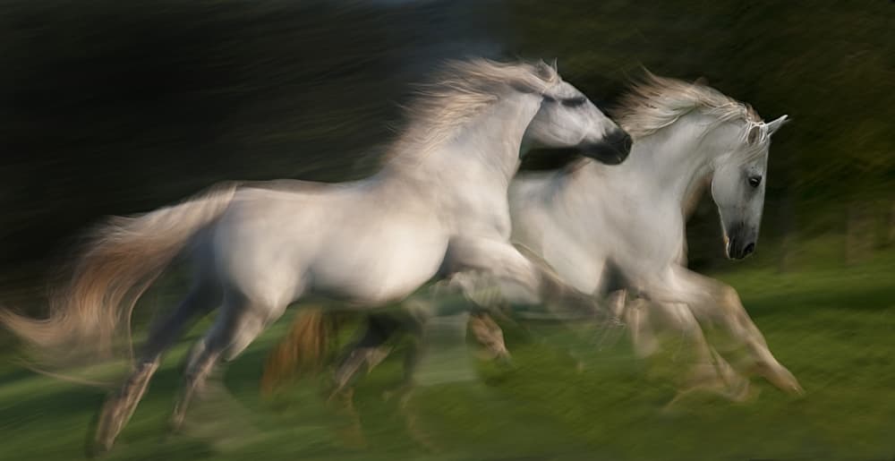 Two Wild Horses Galloping by Milan Malovrh — canvas wall art
