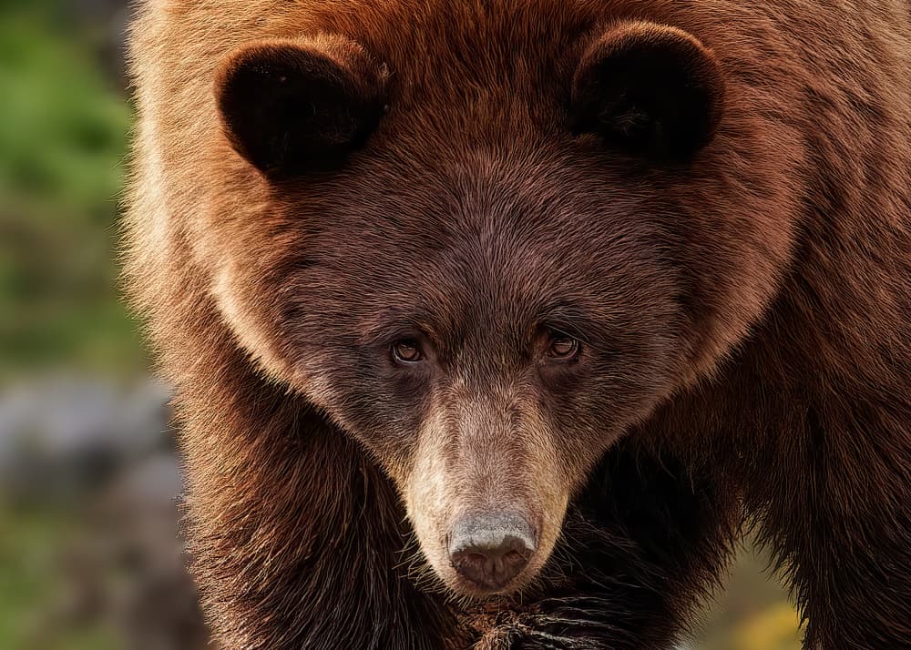 Grizzly Bear Portrait by Lucie Gagnon — canvas wall art