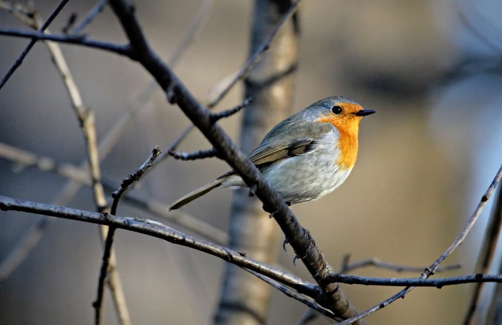 Little Robin Perched by Bojan Bencic — canvas wall art