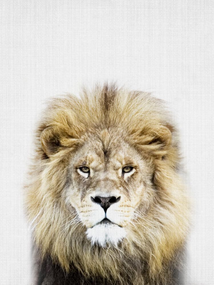 Regal Lion Portrait by Lila &amp; Lola — canvas wall art