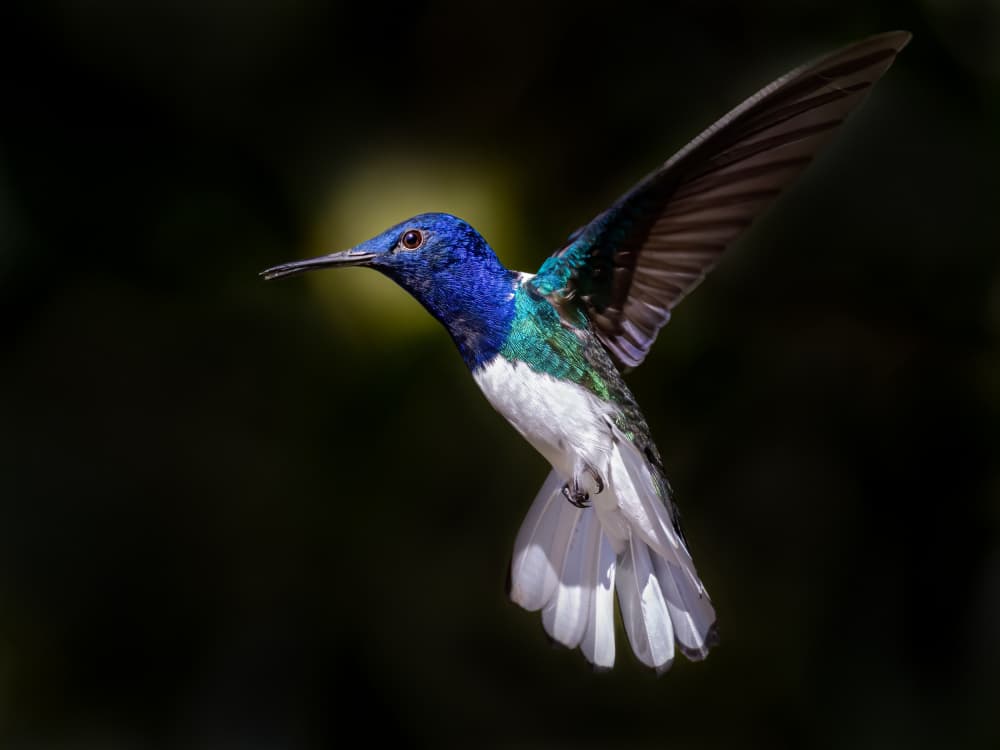 Vibrant Hummingbird Flight by Xiaohong Zhang — canvas wall art