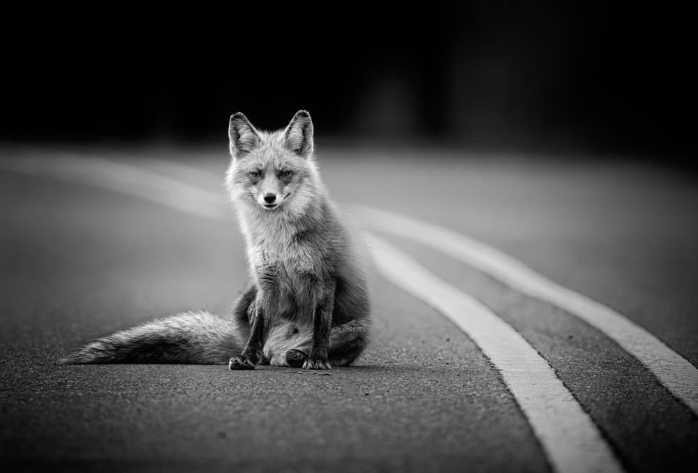 Watchful Road Fox by Li Chen — canvas wall art