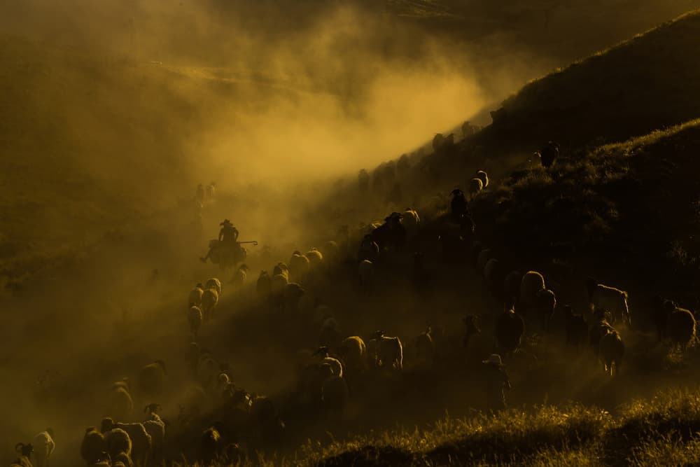 Golden Hour Sheep Herd by Ummu Nisan Kandilcioglu — canvas wall art