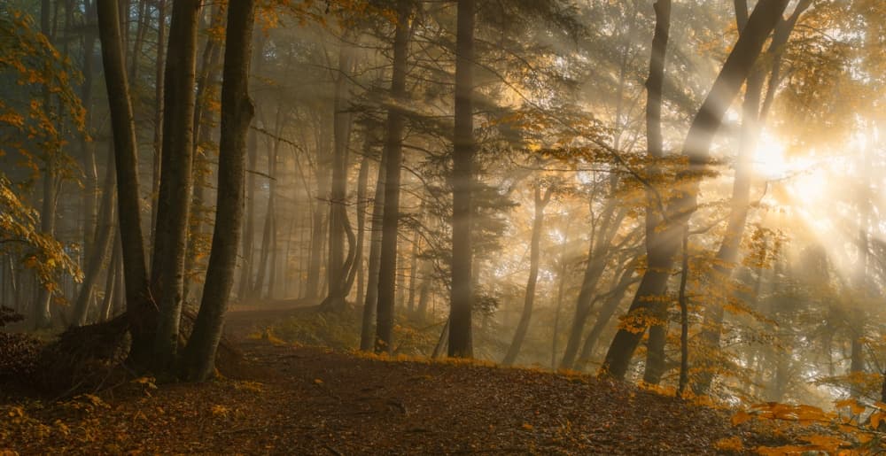 Misty Golden Forest by Norbert Maier — canvas wall art