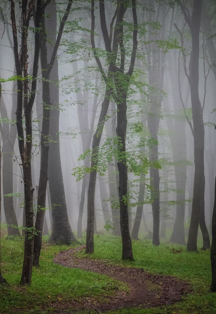 Misty Woodland Path by Vio Oprea — canvas wall art