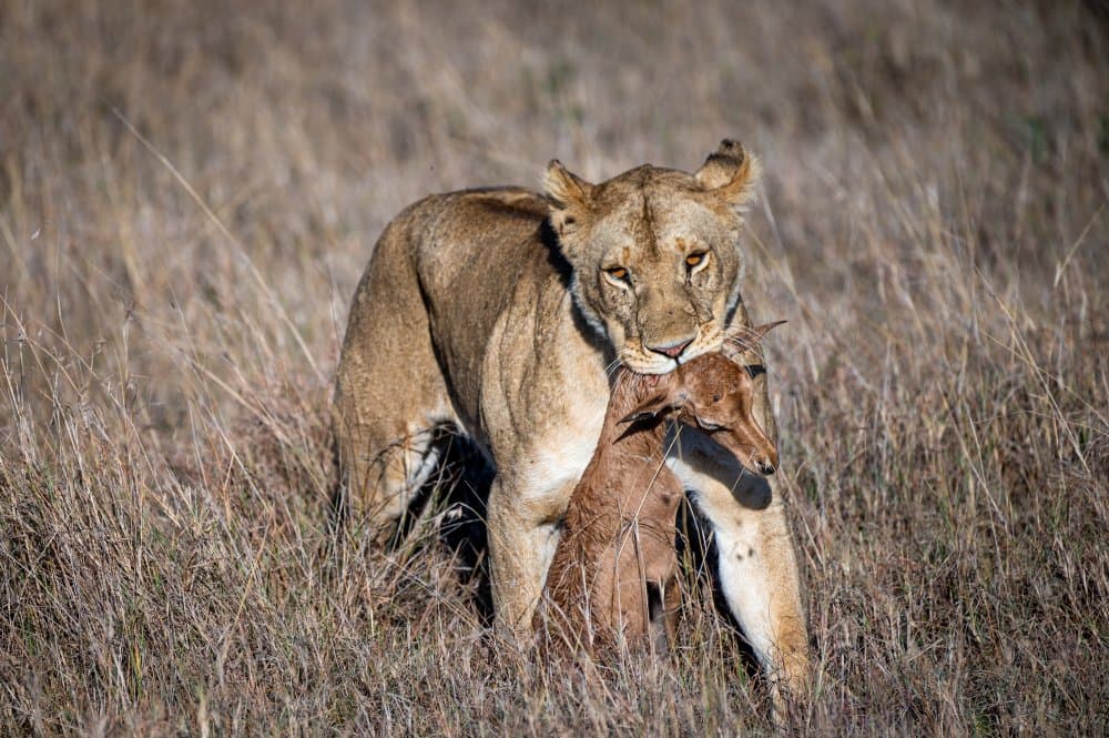 Lioness Carries Prey by Ronen Rosenblatt — canvas wall art