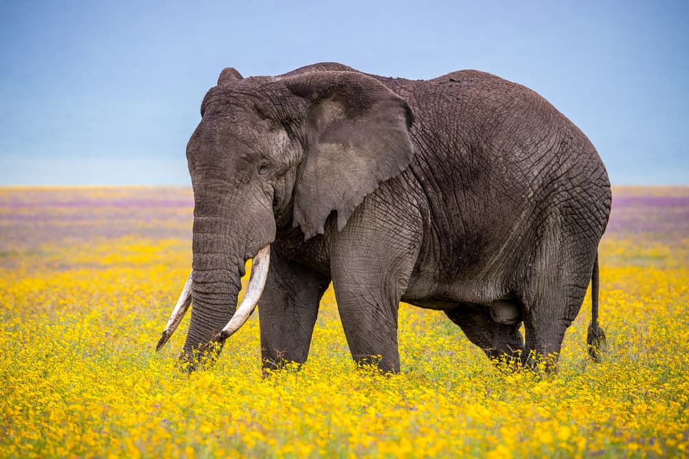 Majestic Elephant Yellow Flowers by Gorazd Golob — canvas wall art