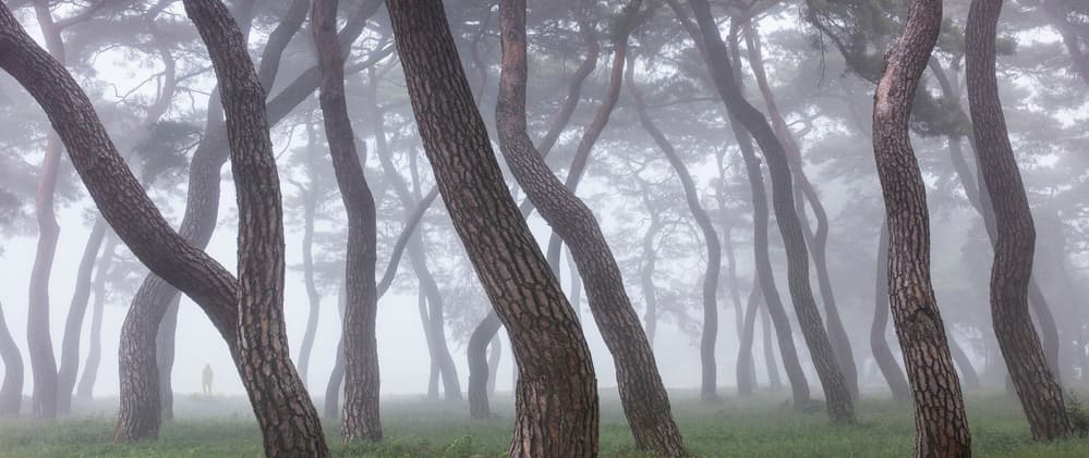 Misty Pine Forest by Shin Woo Ryu — canvas wall art