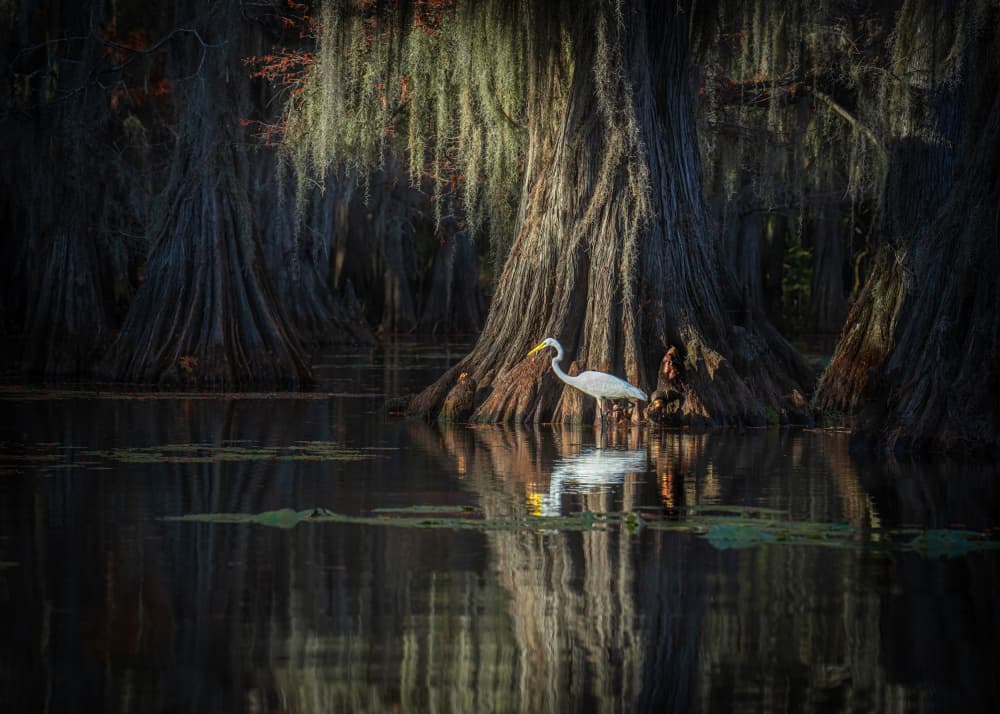 Egret in Cypress Swamp by Catherine Lu — canvas wall art
