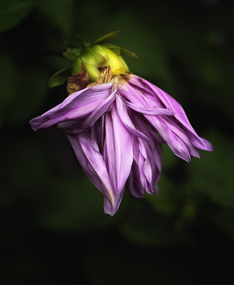 Fading Purple Dahlia by Barbara Fletcher — canvas wall art
