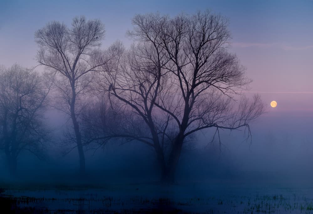 Trees In Misty Moonlight by Andreas Agazzi — canvas wall art