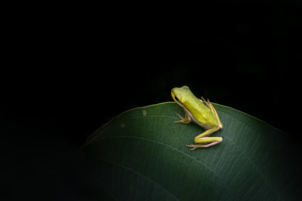 Emerald Frog on Leaf by Xiaohong Zhang — canvas wall art