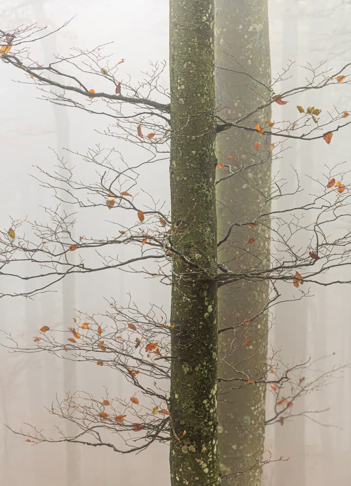 Misty Forest Branches by Gianpaolo Meriana — canvas wall art