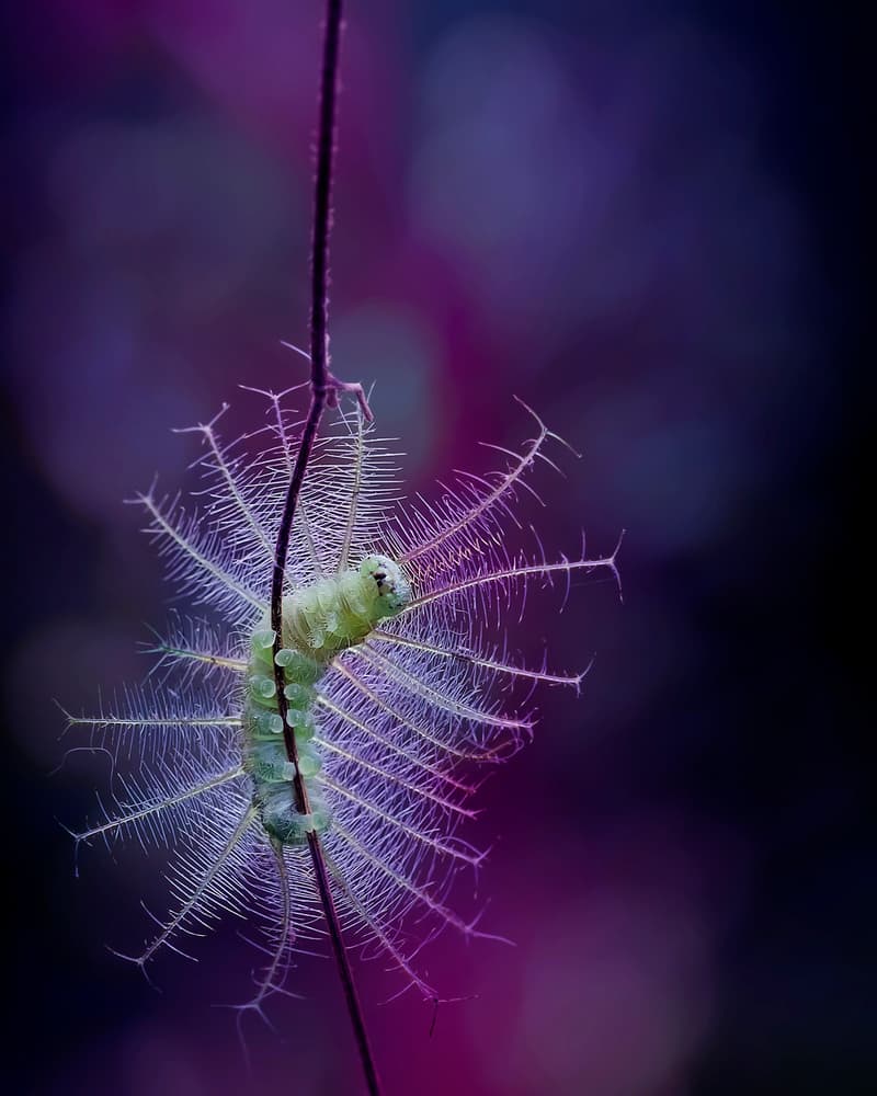 Feathery Green Caterpillar by Fauzan Maududdin — canvas wall art