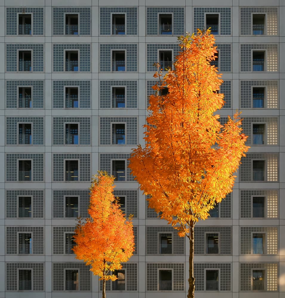 Golden Trees Modern Building by Markus Auerbach — canvas wall art