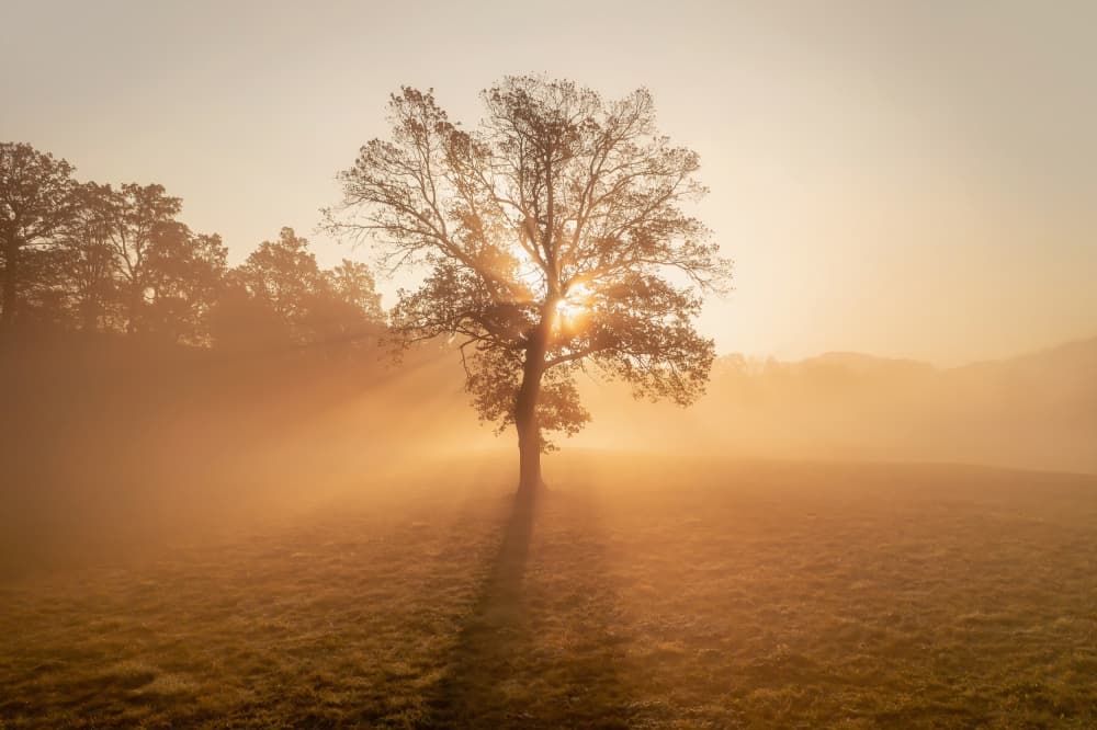 Golden Morning Mist by Ales Krivec — canvas wall art