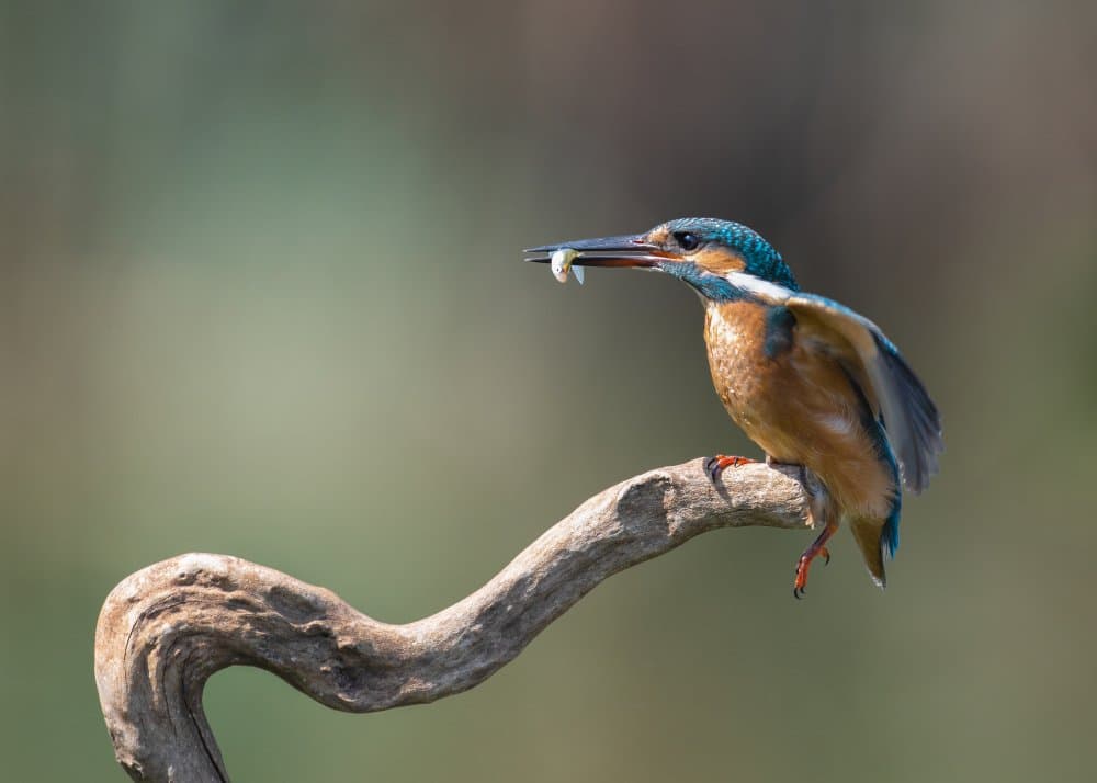 Kingfisher's Fresh Catch by Eyal Amer — canvas wall art