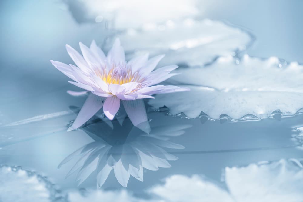 Serene Lotus Reflection by Takashi Suzuki — canvas wall art