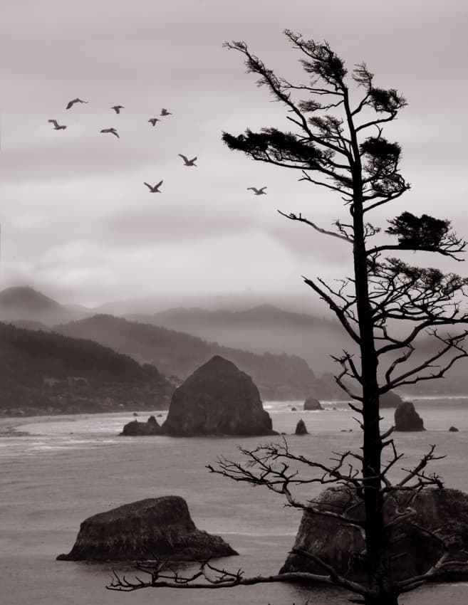 Coastal Tree And Birds by David Scarbrough — canvas wall art