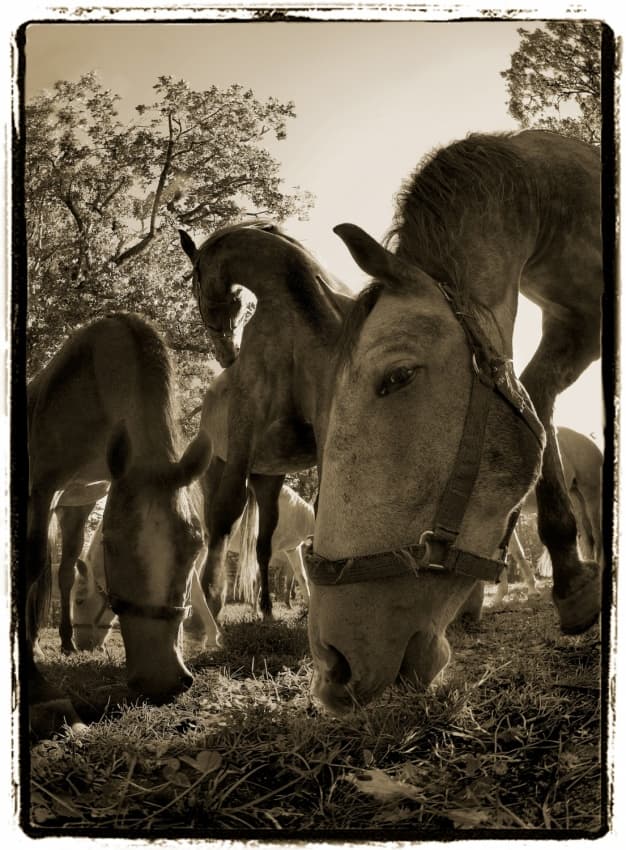 Peaceful Grazing Horses by Milan Malovrh — canvas wall art