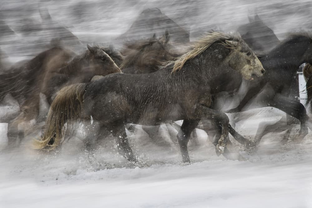 Spirited Horses In Snow by Milan Malovrh — canvas wall art