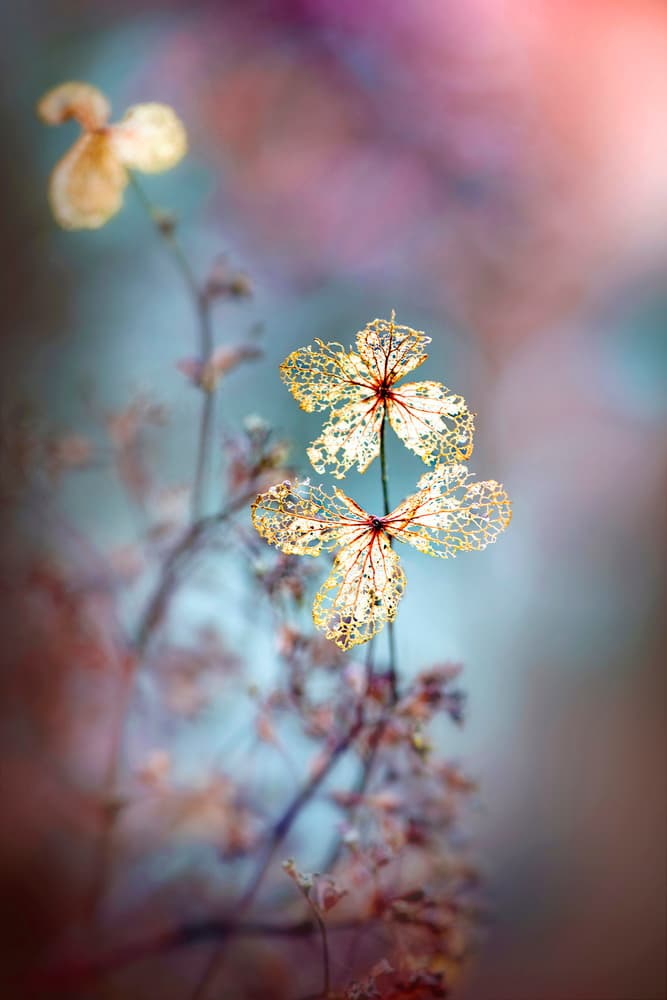 Simple Nature by Jacky Parker — canvas wall art