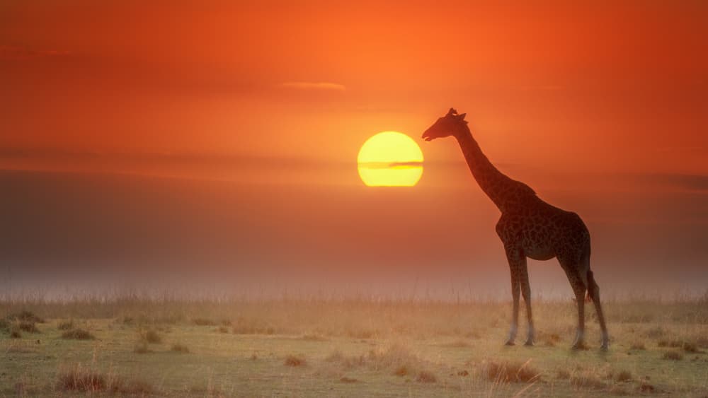 African Sunset Giraffe by Yuan Su — canvas wall art