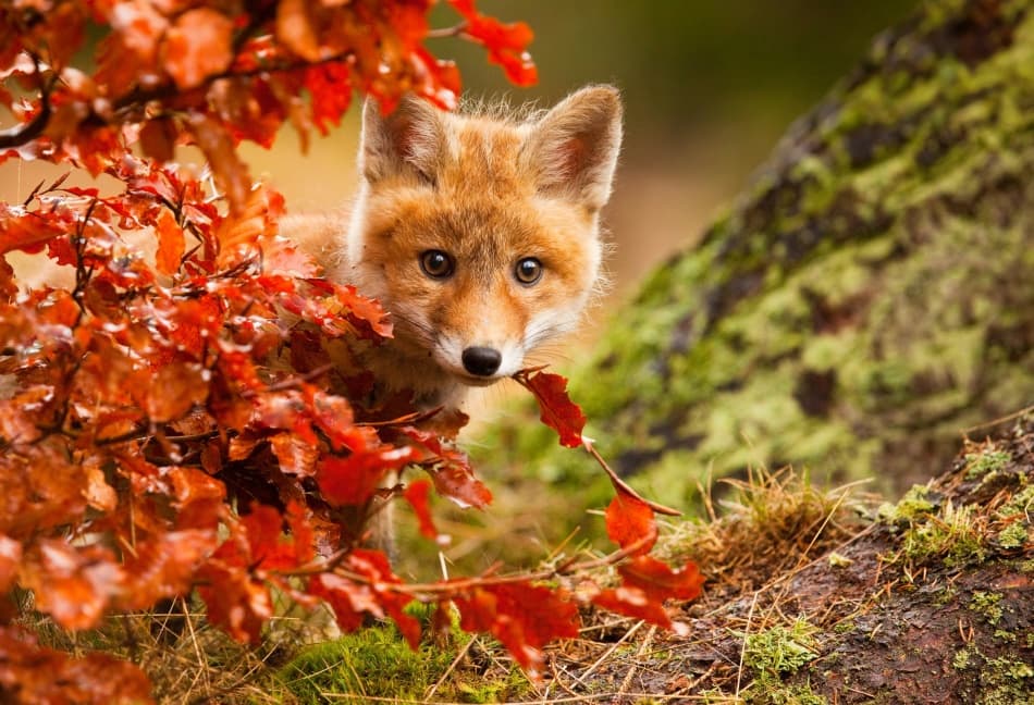 Curious Autumn Fox Cub
