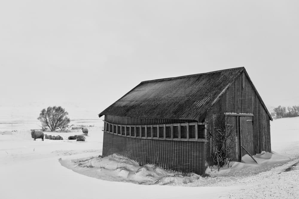 Winter Barn With Sheep by Paulo Nogueira — canvas wall art