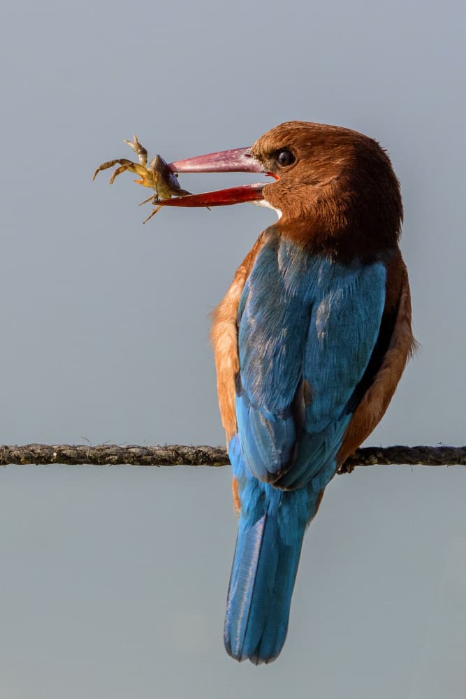 Kingfisher's Crab Catch by Mallal Moshe — canvas wall art